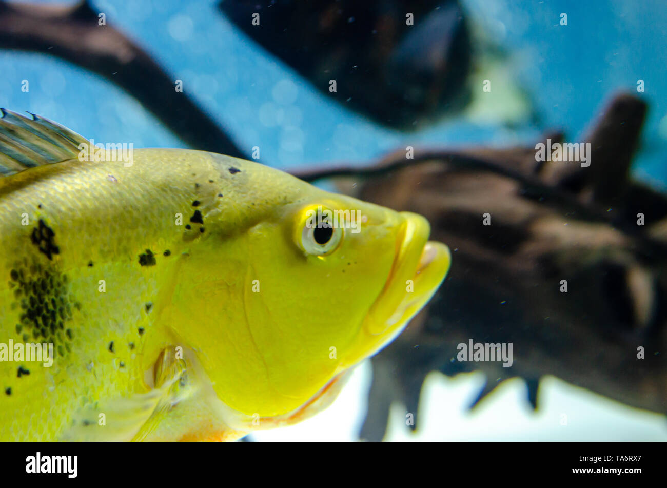 fish cichla kelbri in the aquarium Stock Photo