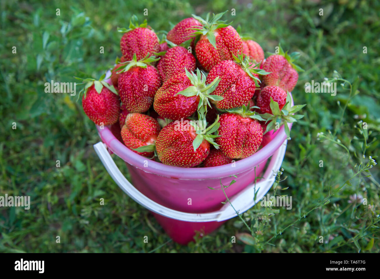 Bucket with a harvest of large sweet red strawberries in the green ...