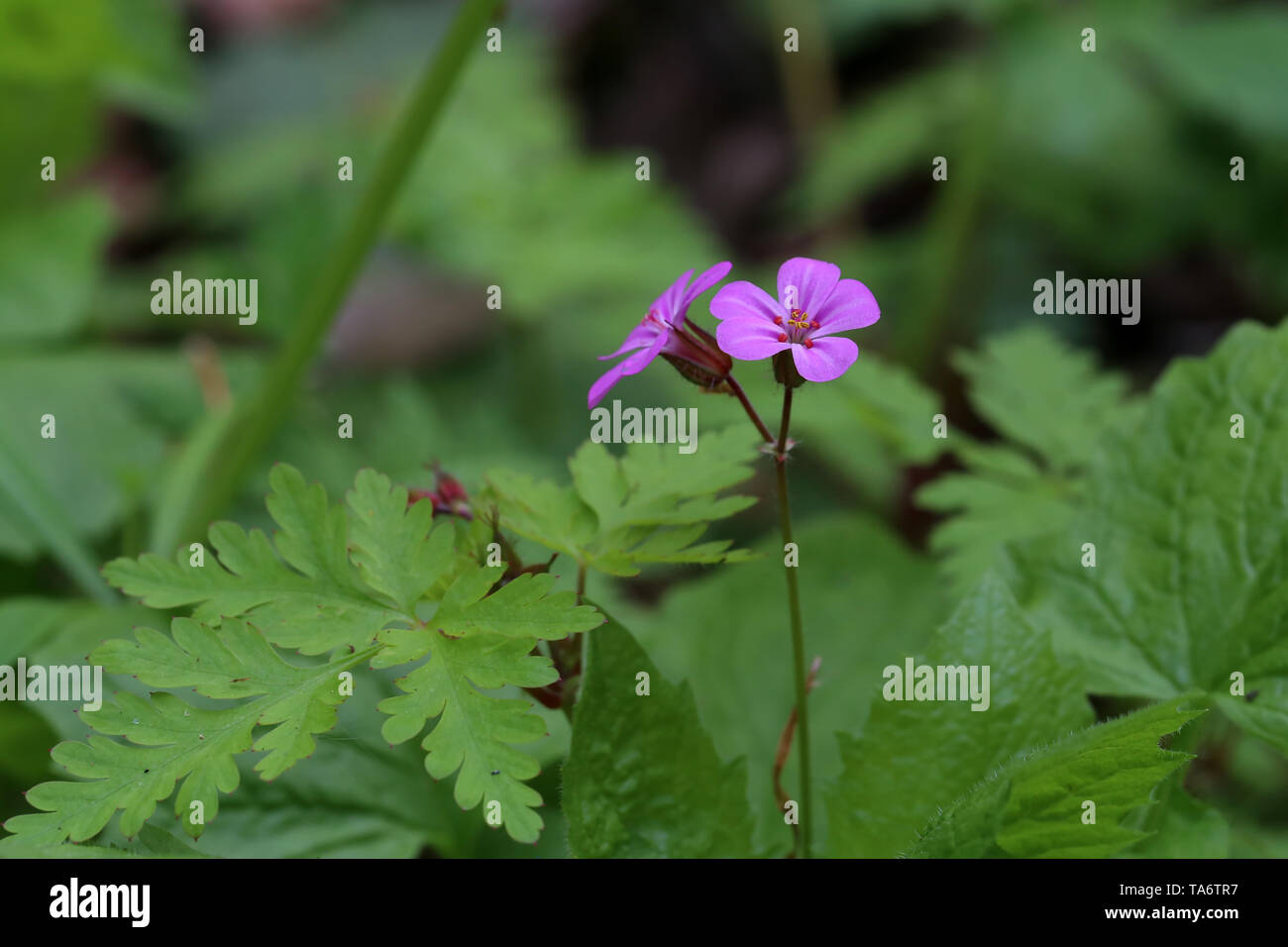 Small purple flowers on a forest glade Stock Photo - Alamy