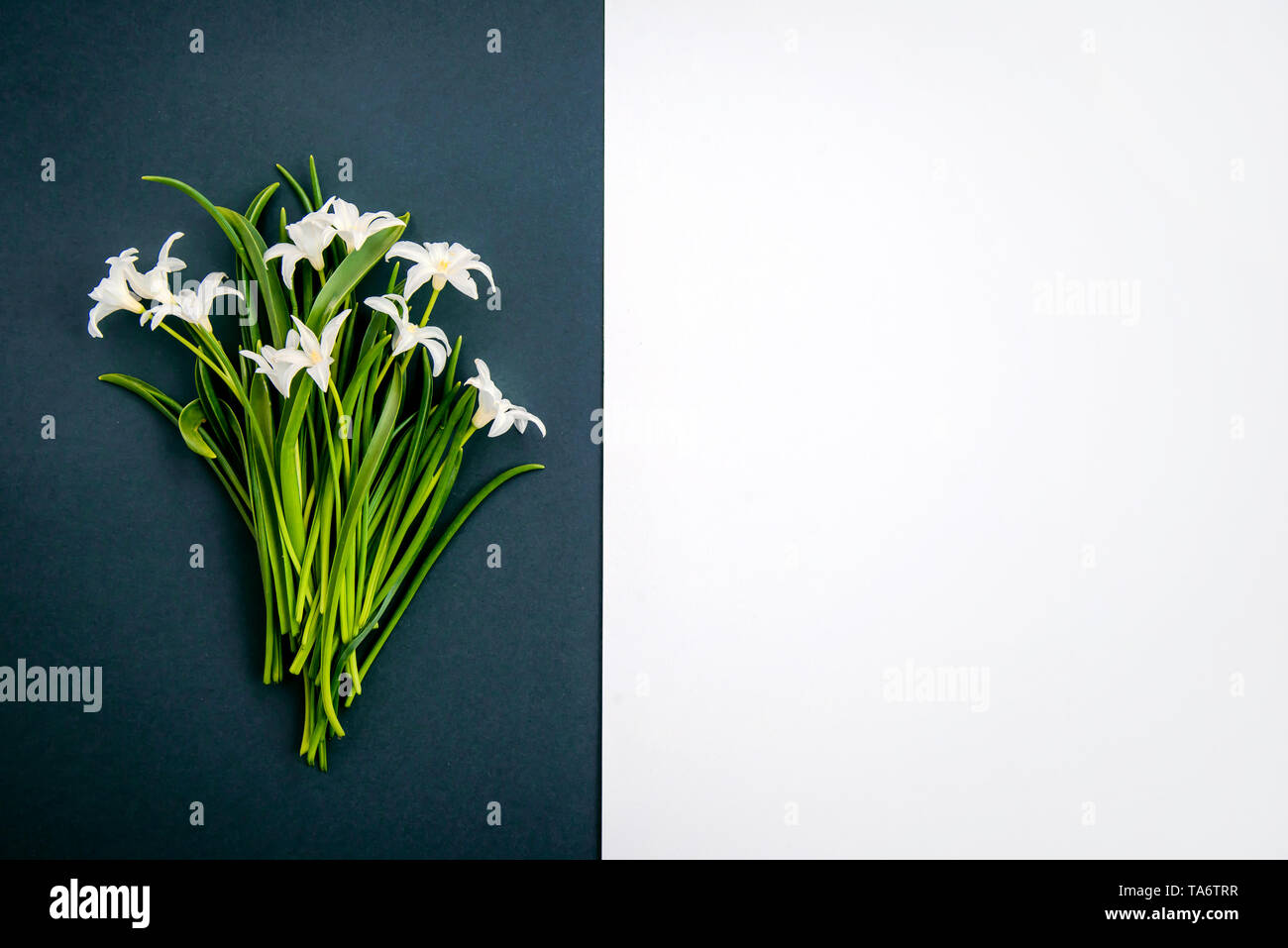 Small white spring flowers Chionodoxa on a dark green background with copy space Stock Photo