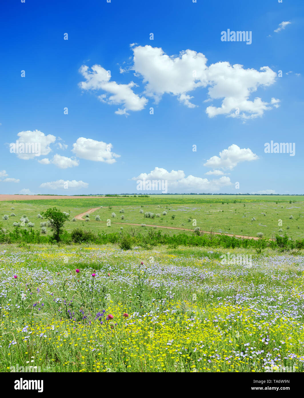 green grass meadow with wild flowers and blue sky with clouds Stock ...