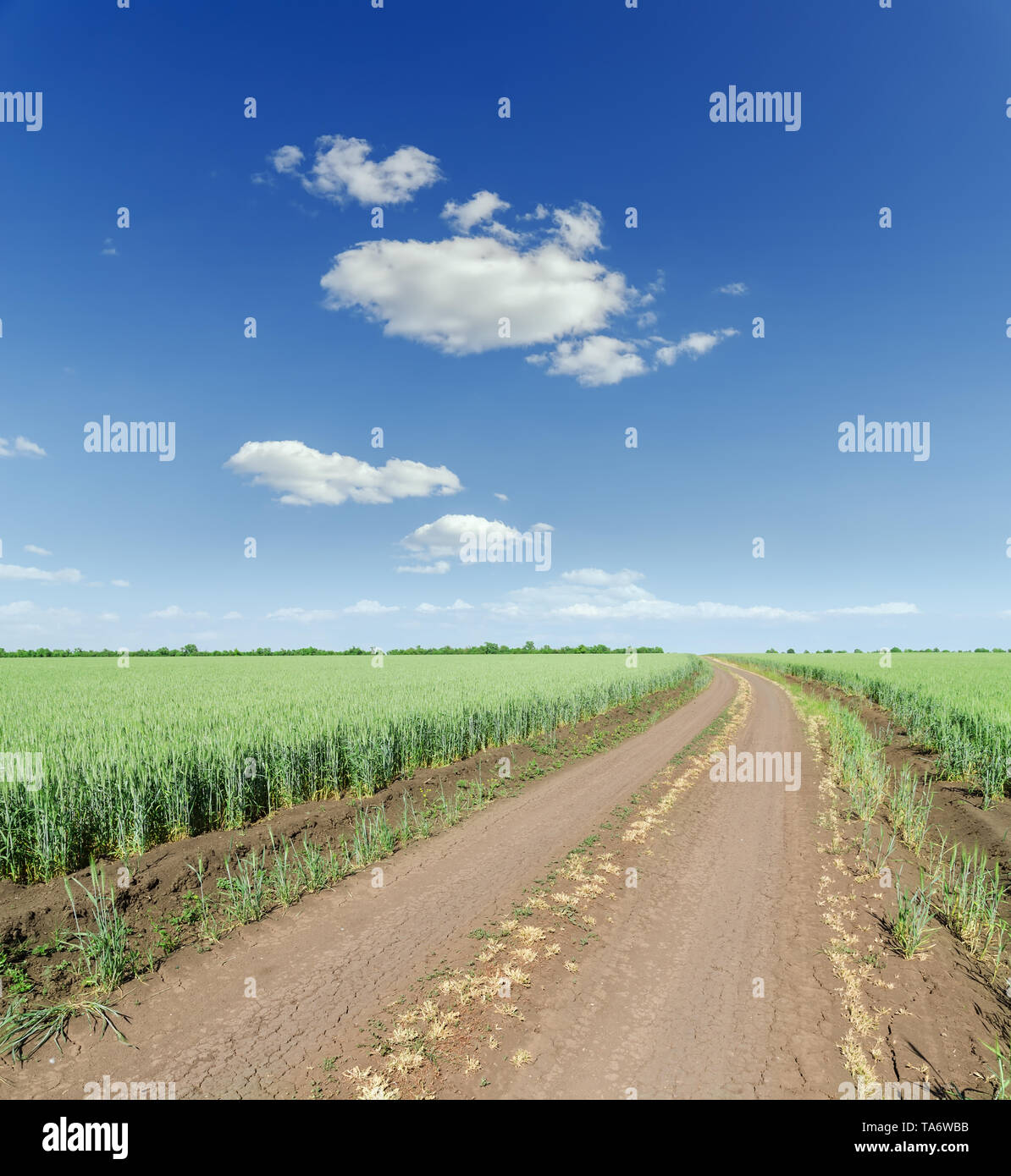 dirty road in green agriculture field and blue sky with clouds Stock ...