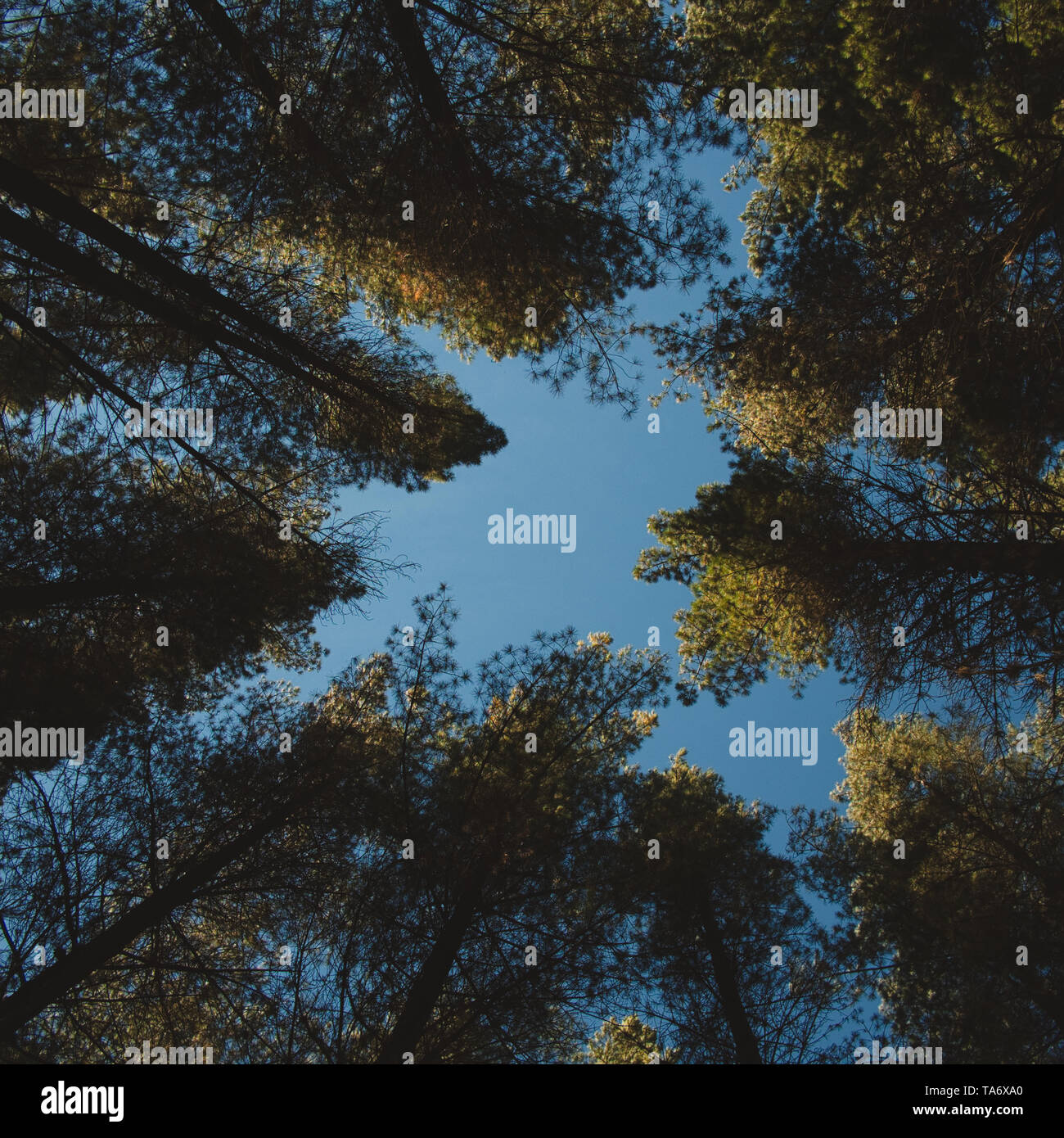 pine tree forest and blue sky Stock Photo - Alamy