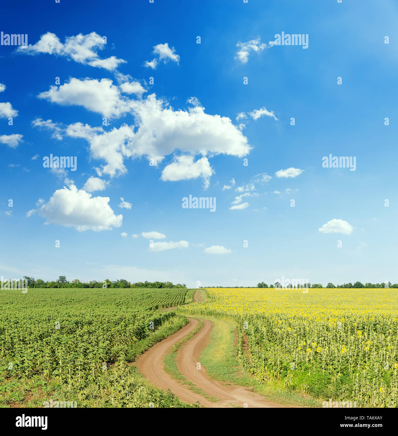dirty road in green agriculture fields and blue sky with clouds Stock ...