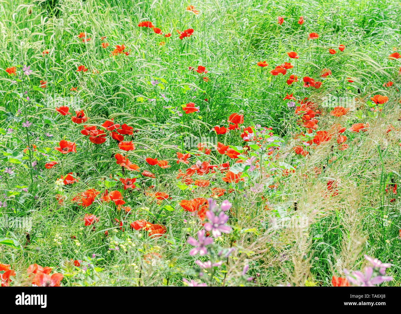 Pretty poppies in green grass on a sunny day Stock Photo