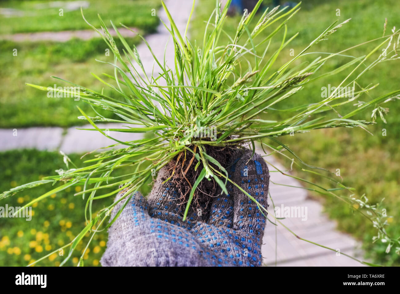 Green young grass for planting in hands of glove at day Stock Photo