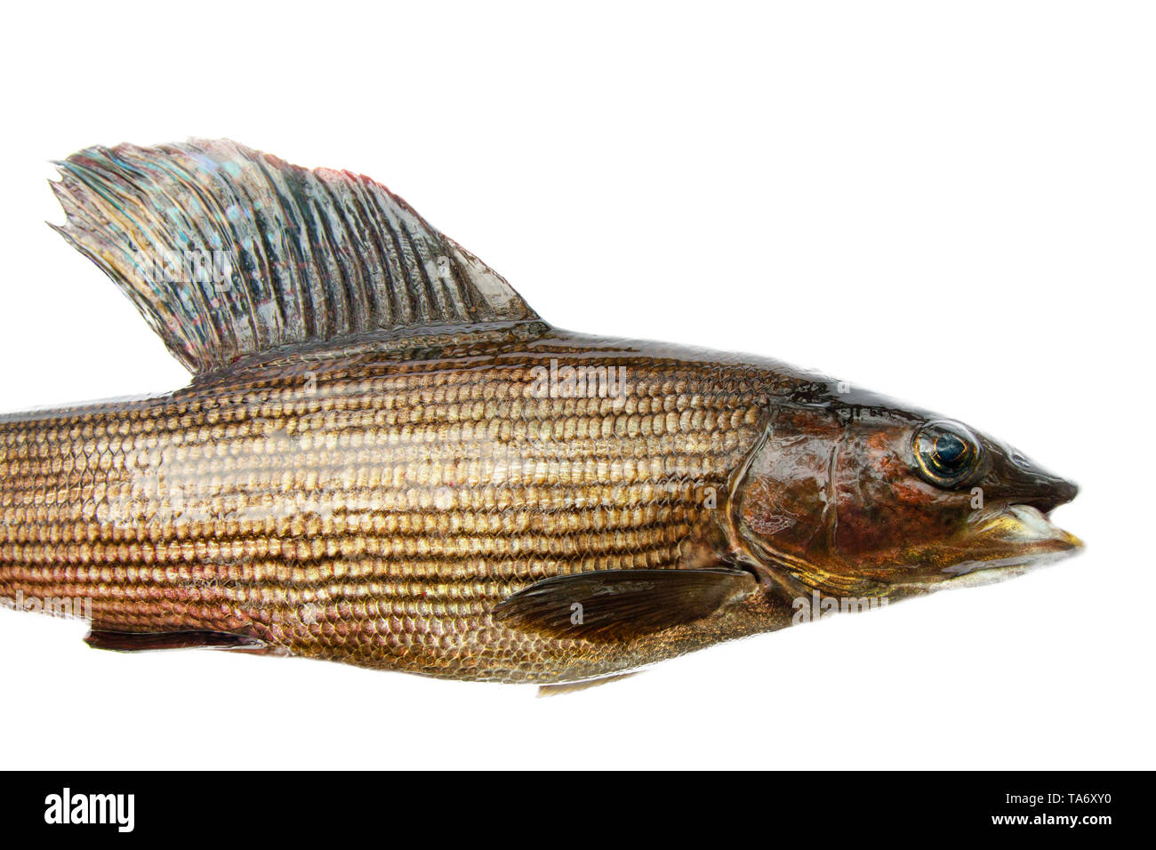 European grayling (Thymallus thymallus) from Scandinavia. Male in form, length of top fin (sail). Dark because in in muddy ducts. Half-length portrait Stock Photo