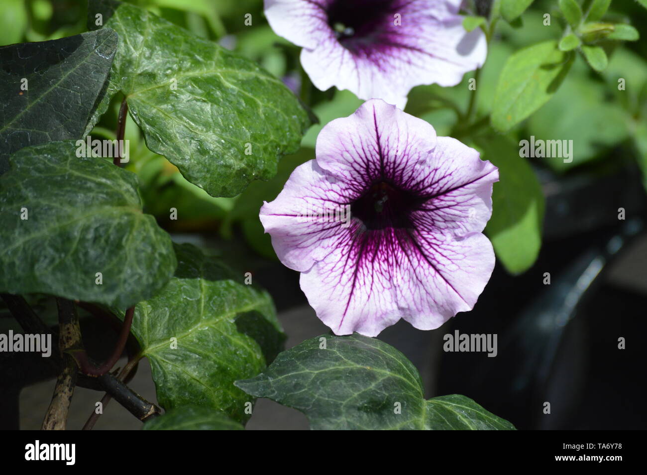 White flower with purple center hi-res stock photography and images - Alamy