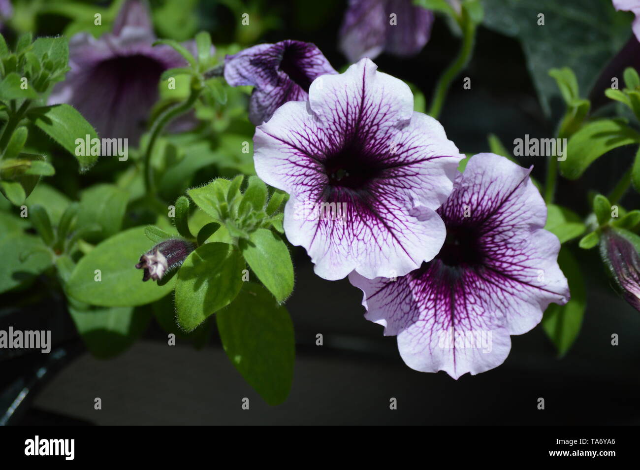 White flower with purple center hi-res stock photography and images - Alamy