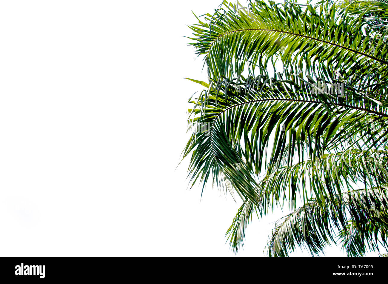 palm leaves isolated on white background Stock Photo