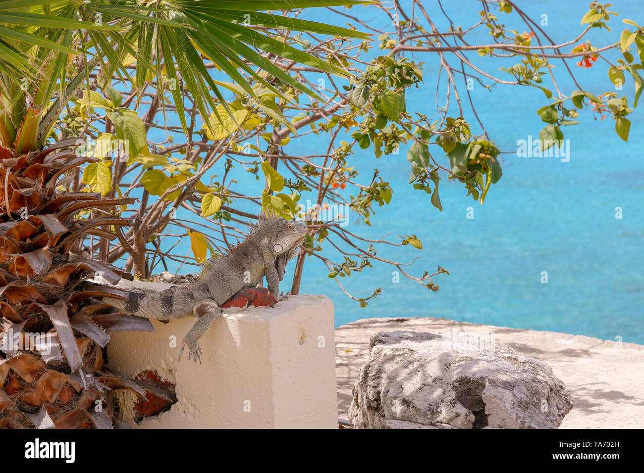 Large Iguana looking out at the view of the blue ocean - Iguana sitting on man-made fence in the shade on a hot summers day. Stock Photo