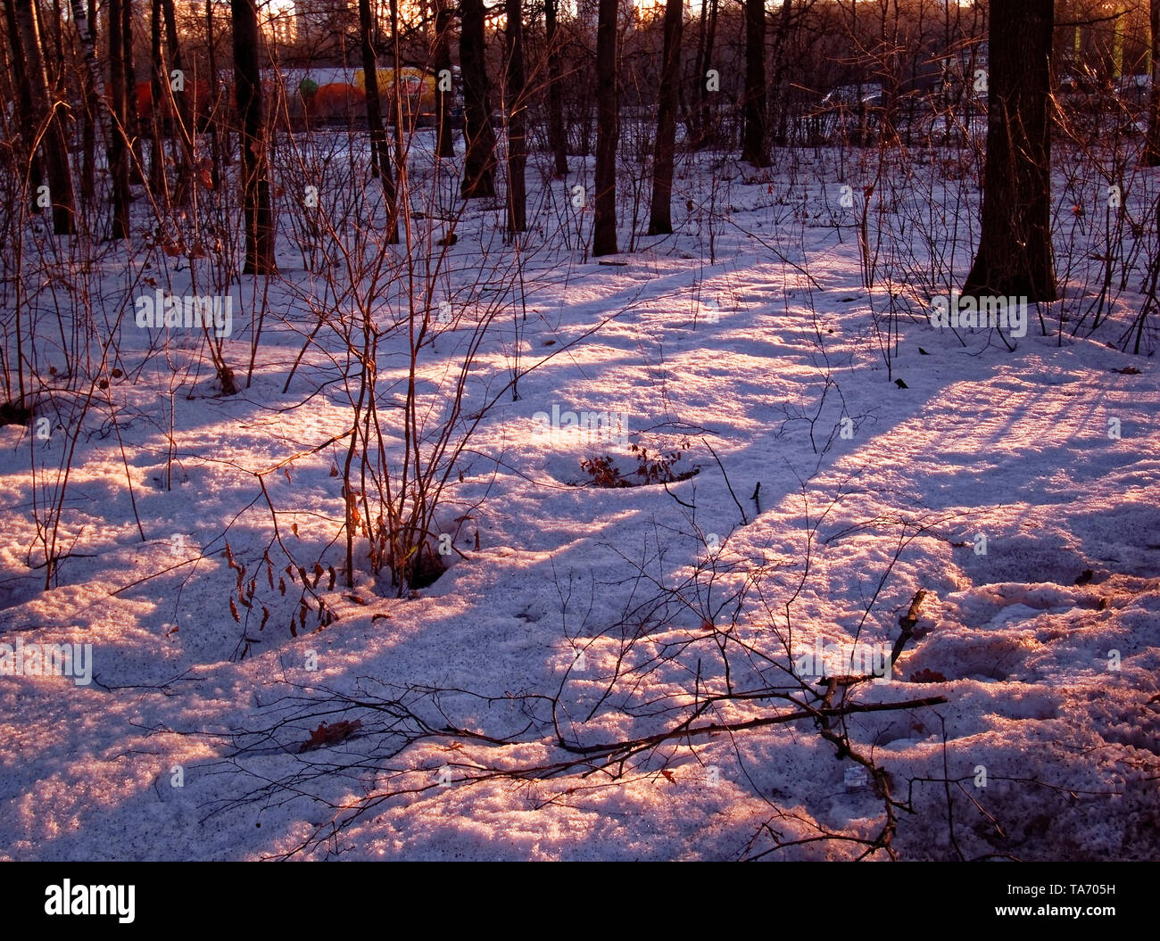 shadows of trees in the snow in the Park, Moscow Stock Photo - Alamy