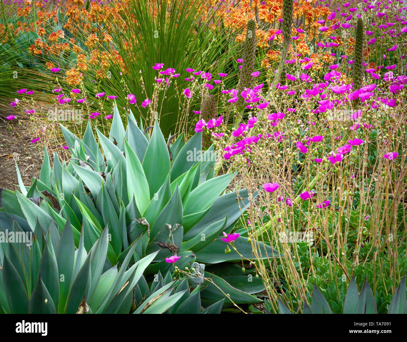 Agave garden with purple and orange flowers Stock Photo