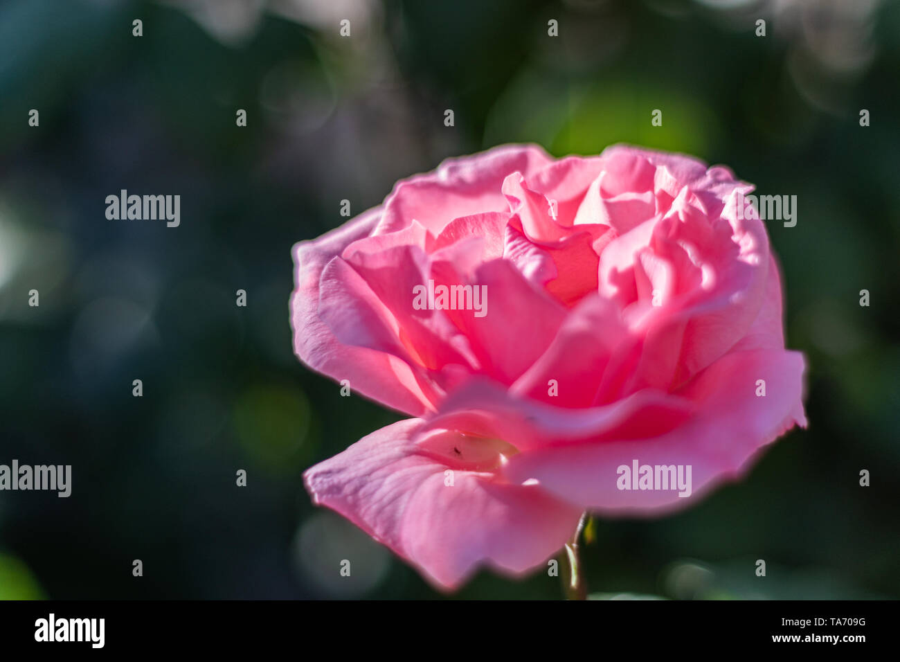Petals falling flower rose hi-res stock photography and images - Alamy