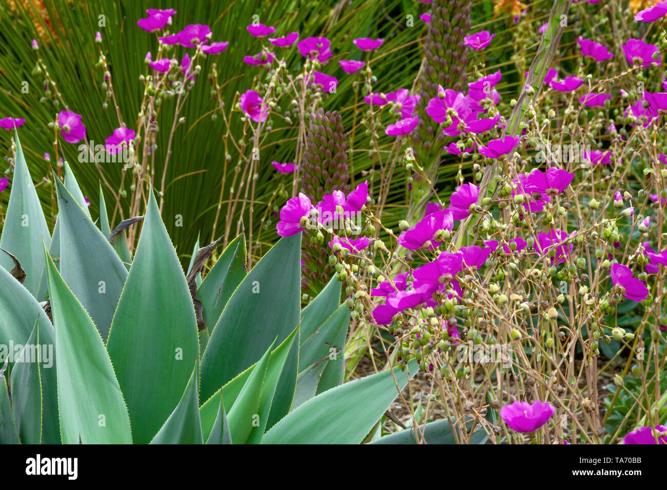 Agave garden with purple flowers Stock Photo