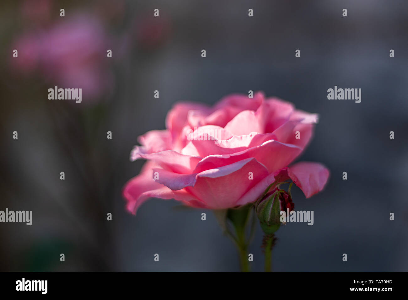 Petals falling flower rose hi-res stock photography and images - Alamy