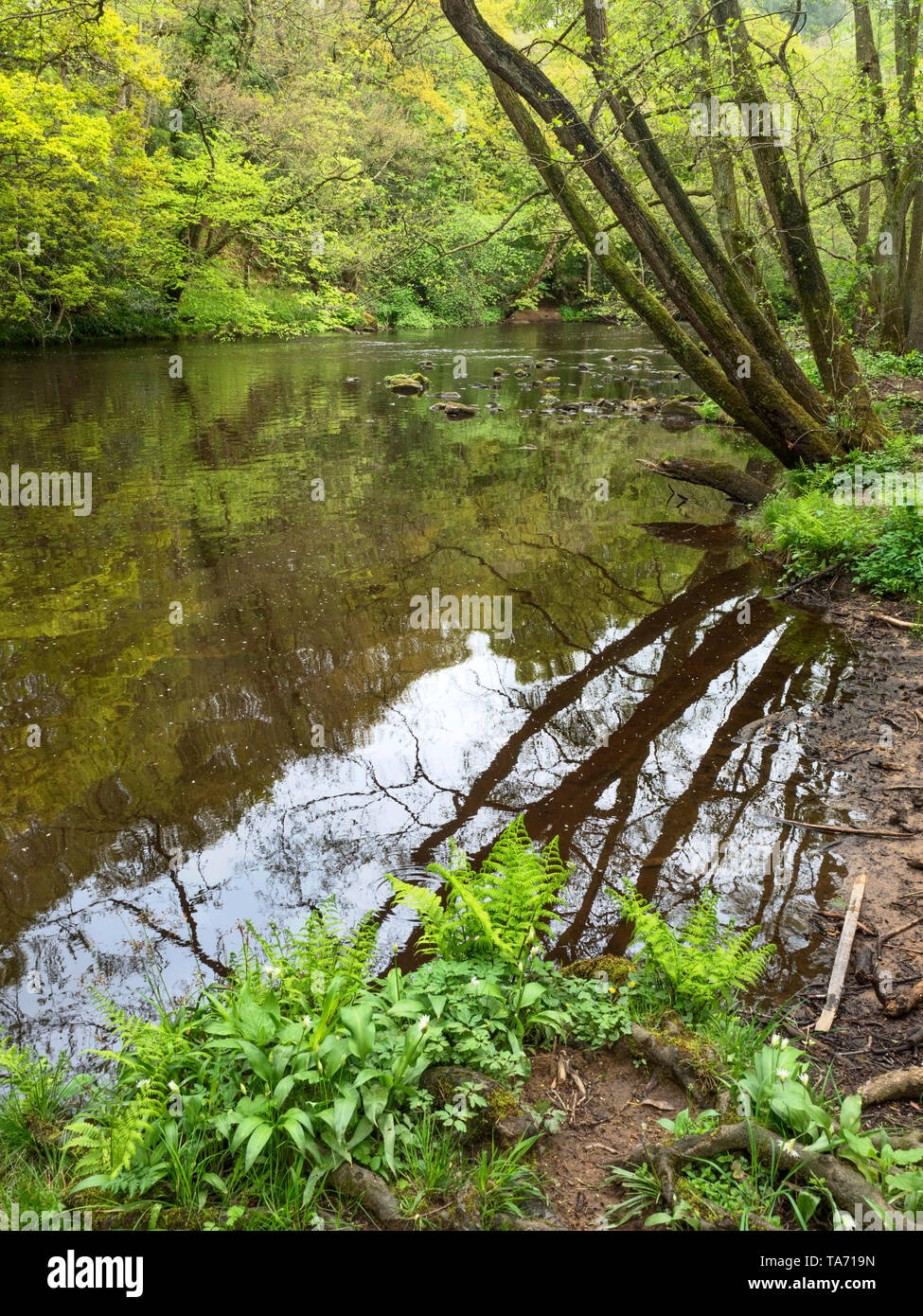 Tree reflected in the River Nidd at Scotton Banks in Nidd Woods