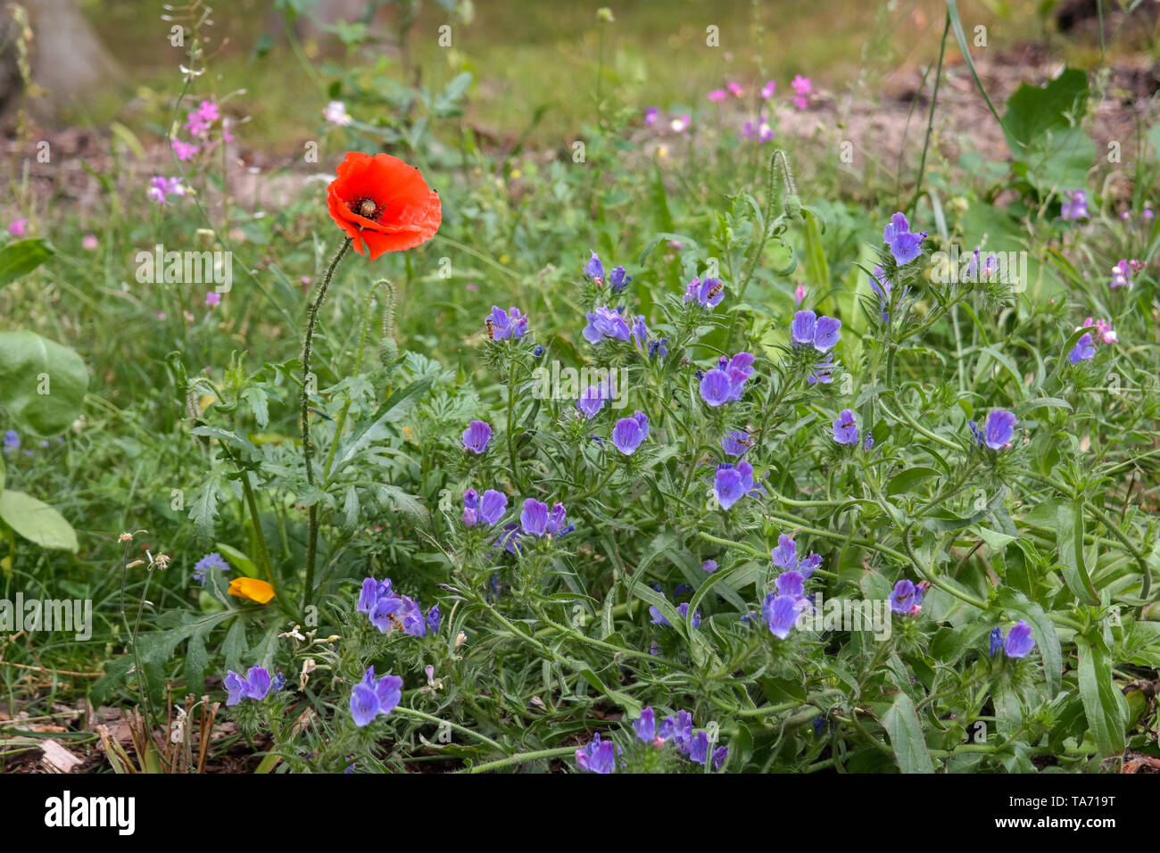 Wild Meadow. One red poppy flower among vivid violet viper's bugloss. Blueweed plants or purple Echium vulgare. Field of various flowering flowers. Stock Photo