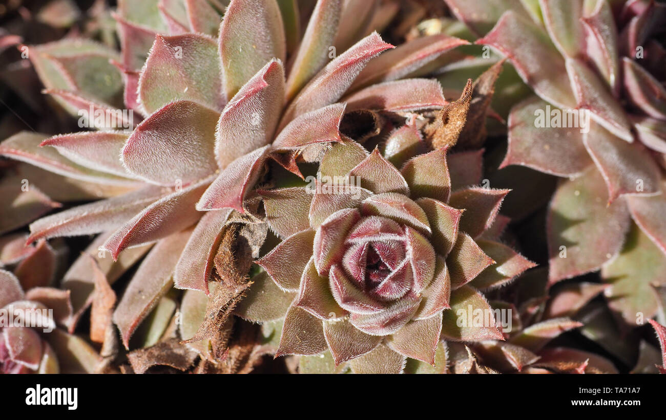 Sempervivum Bronze Pastel rosette flower close up. Sempervivum is a genus of flowering plants in the Crassulaceae family, commonly known as houseleeks Stock Photo
