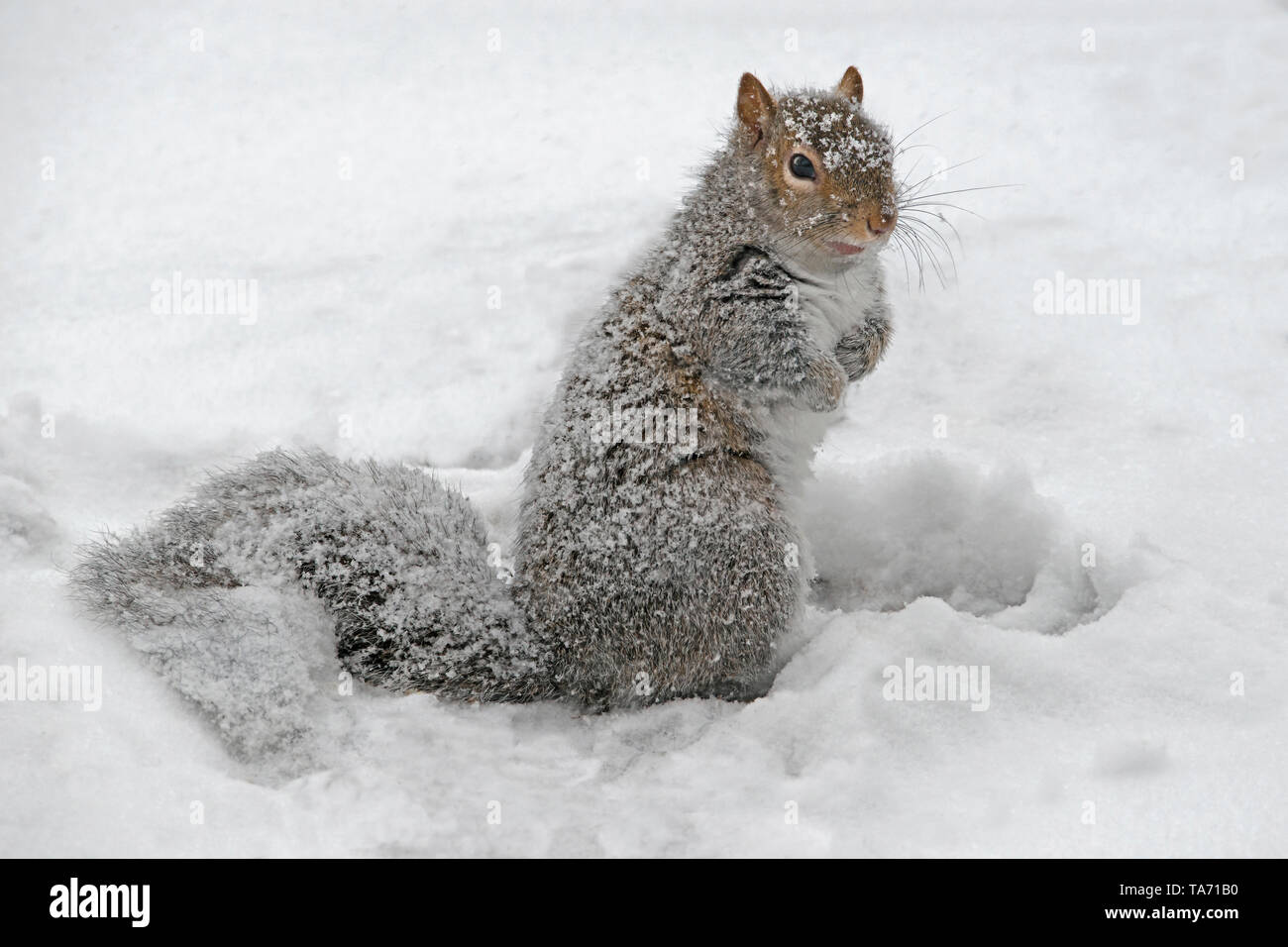 Eastern Gray Squirrel (Sciurus carolinensis) digging up and eating stored nuts, Winter, E North America, by Skip Moody/Dembinsky Photo Assoc Stock Photo