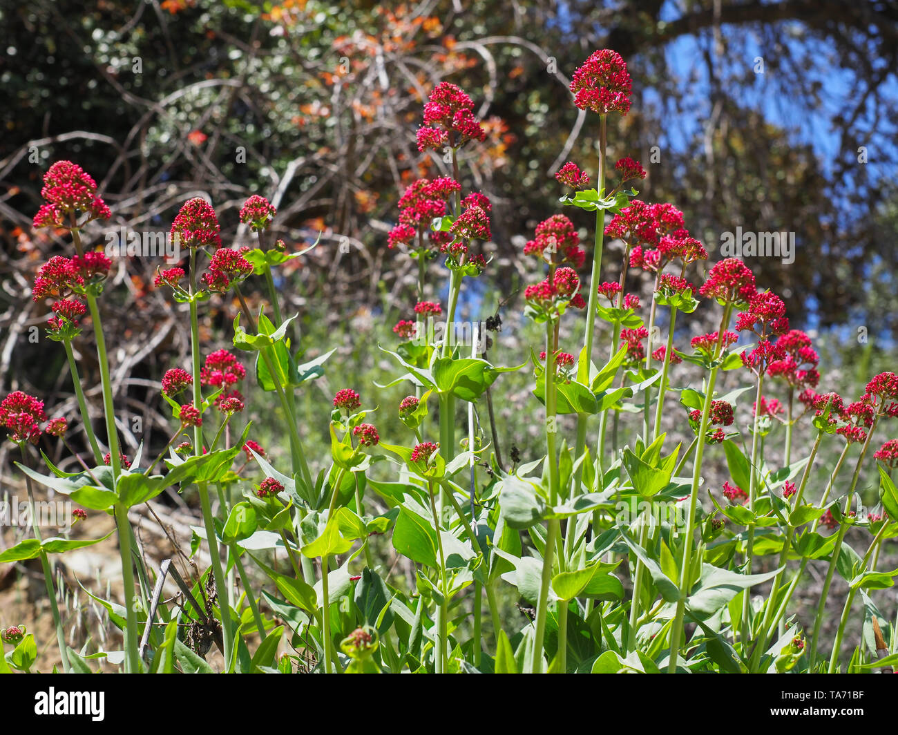 Centranthus ruber is a popular garden plant grown for its ornamental flowers. Red Valerian or Jupiters Beard - Longest blooming perennial plant. Stock Photo
