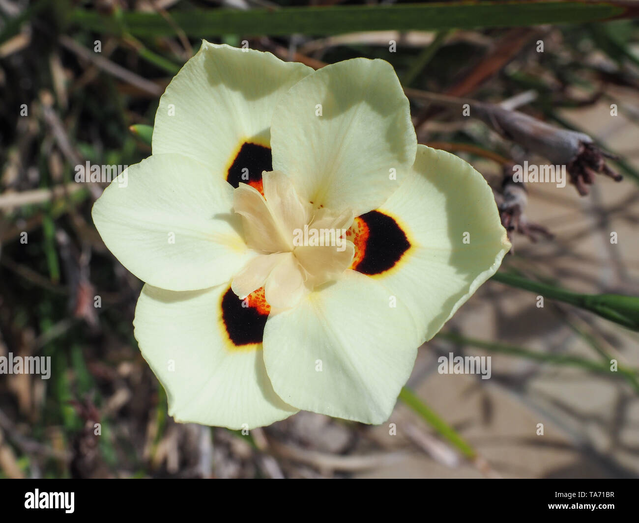 Beautiful white head of Butterfly Iris, African iris or Fortnight lily flowers. Stock Photo