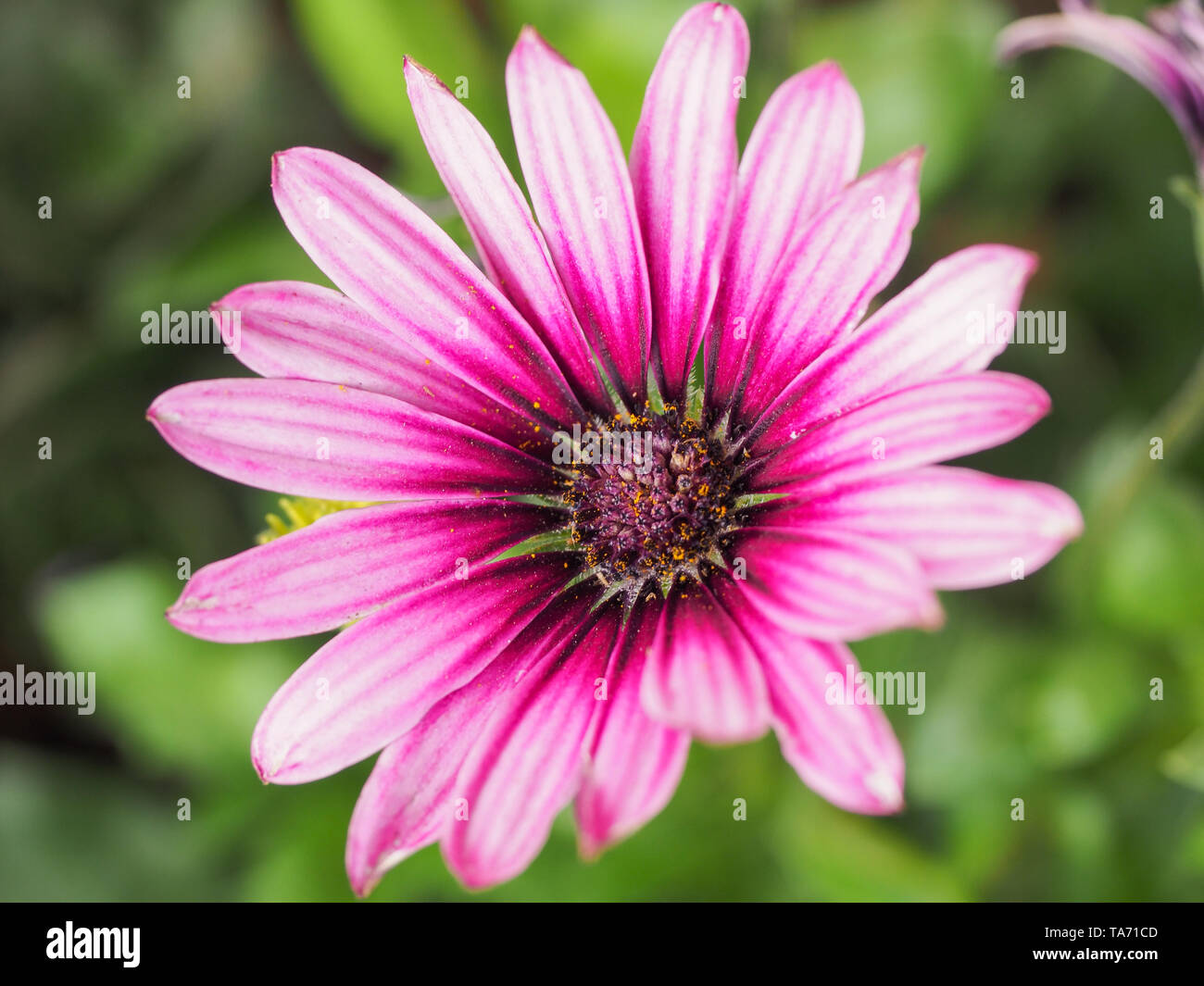 Purple Osteospermum flowers or pink daisy bushes is known as the African daisies. Dimorphotheca ecklonis is an ornamental evergreen perennial plant. Stock Photo