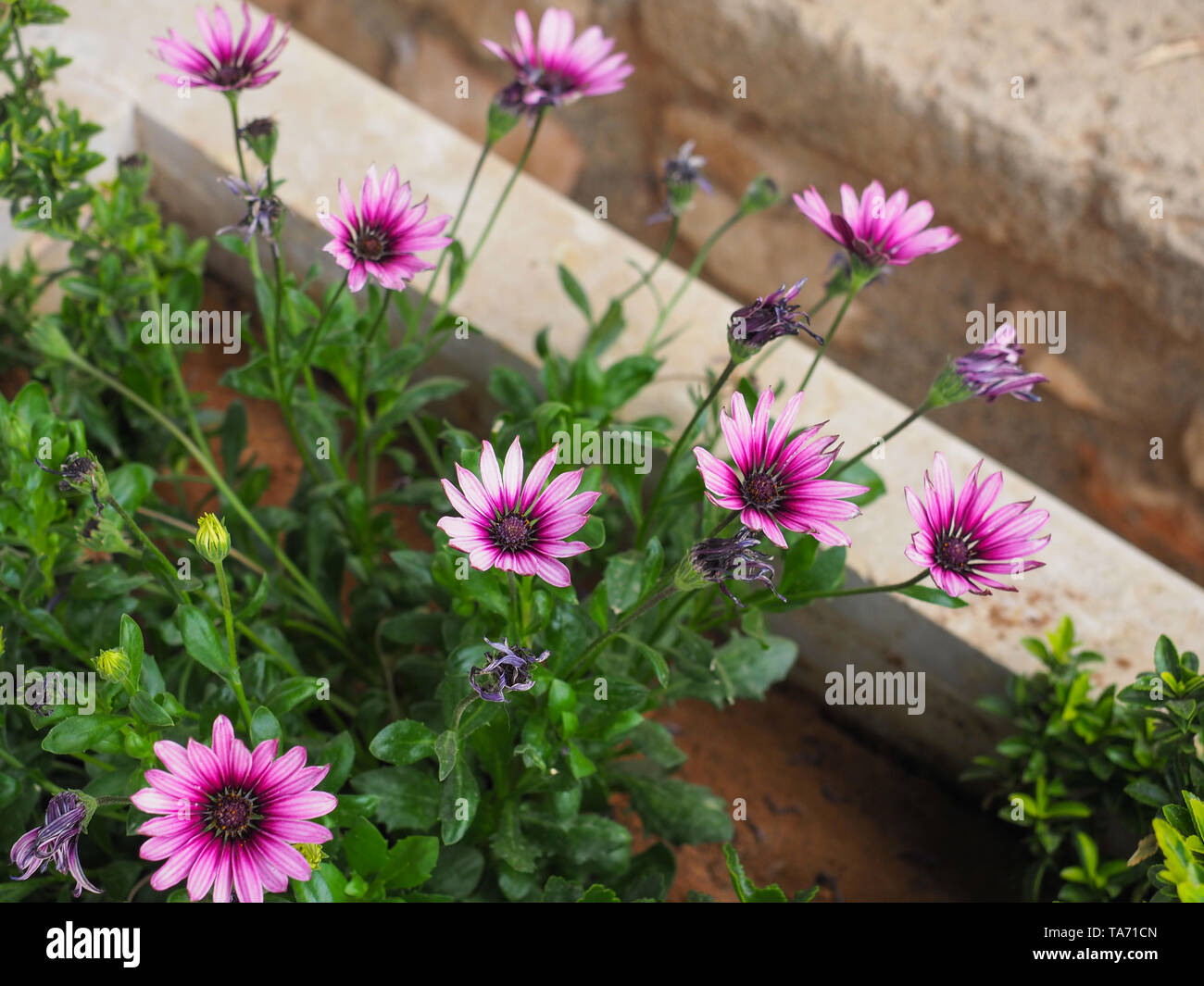 Osteospermum fruticosum, also called African daisy, daisy bush or African moon is a shrubby, semi succulent herbaceous flowering plant. White flowers. Stock Photo