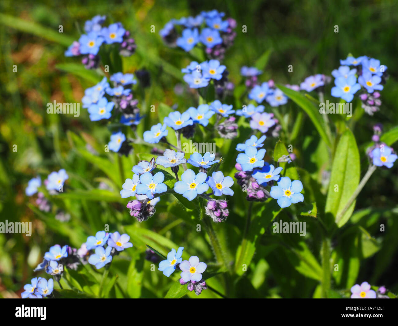 Blue Myosotis alpestris or alpine forget me not is a herbaceous shrubby perennial plant in the flowering plant family Boraginaceae. Myosotis arvensis. Stock Photo