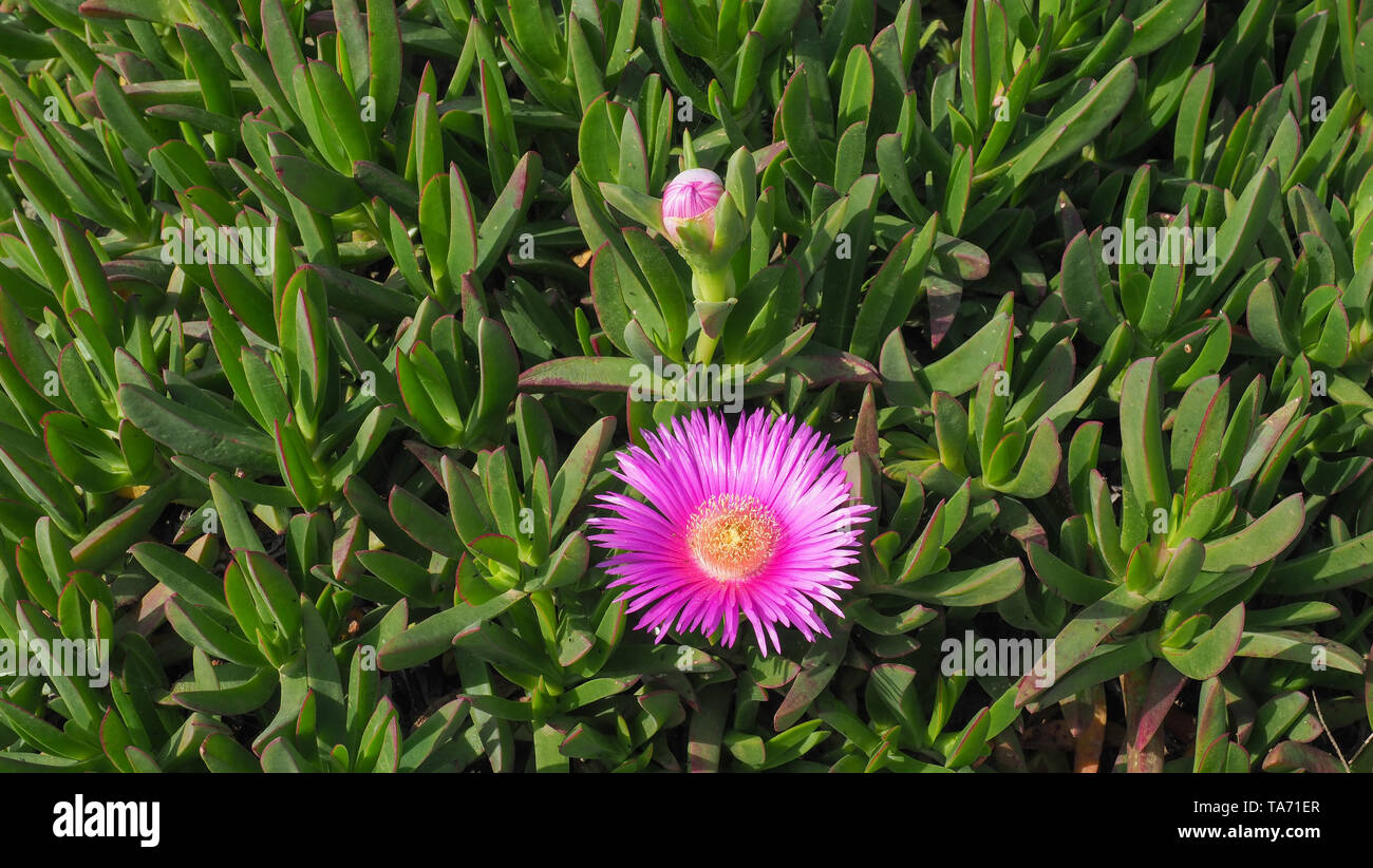 Carpobrotus edulis or sour fig, pig face is a ground creeping plant with succulent leaves. Pink blooming flower and bud on a green background close up Stock Photo