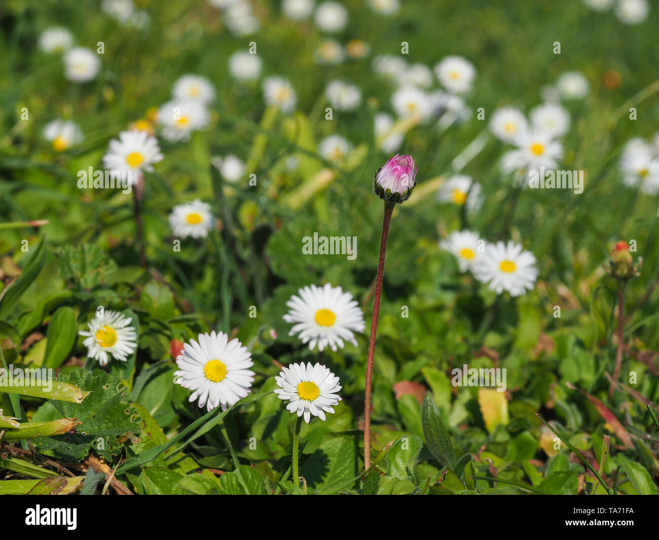 Wild English daisy blooming in the meadow. White pink Bellis perennis flowers bud and heads with yellow disk in the green bokeh background. Asteraceae Stock Photo