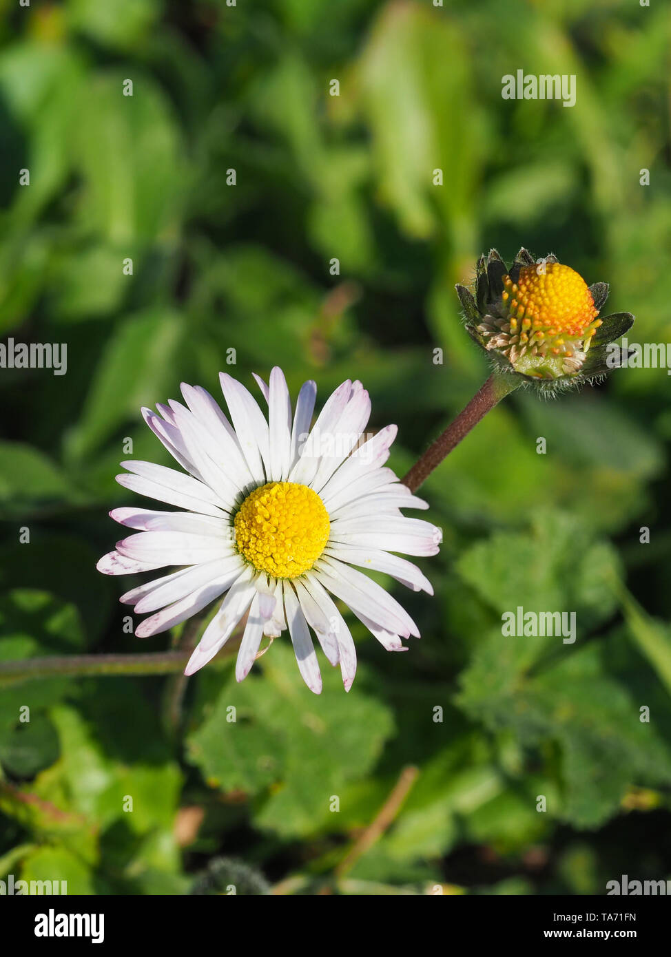 Close up of wild English daisy flowers, head are composite with white-pink ray flowers with yellow disk. Bellis perennis is a common European species. Stock Photo