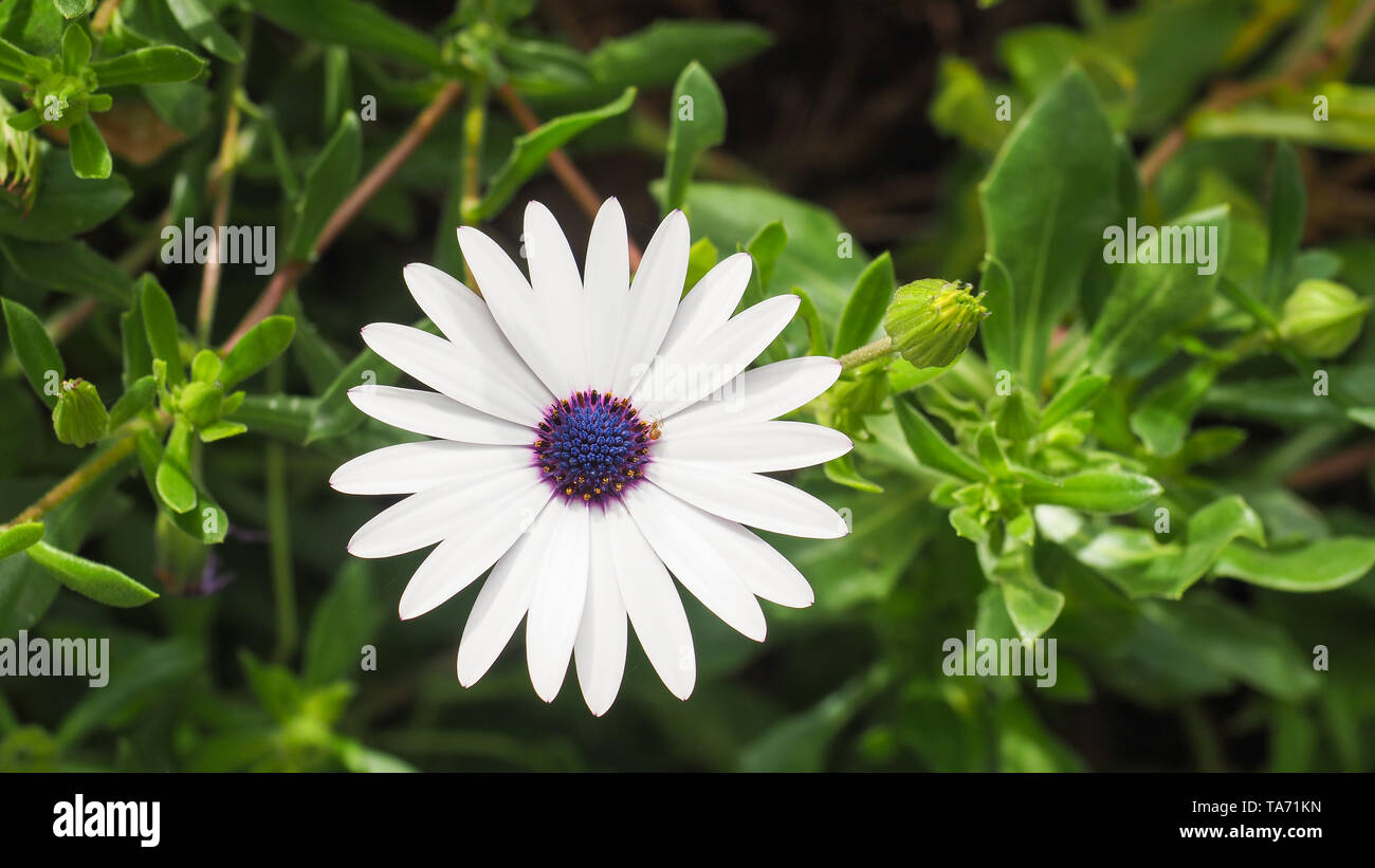 osteospermum fruticosum also called african daisy daisy bush or african moon is a shrubby white flowers with purple and yellow spots in middle TA71KN