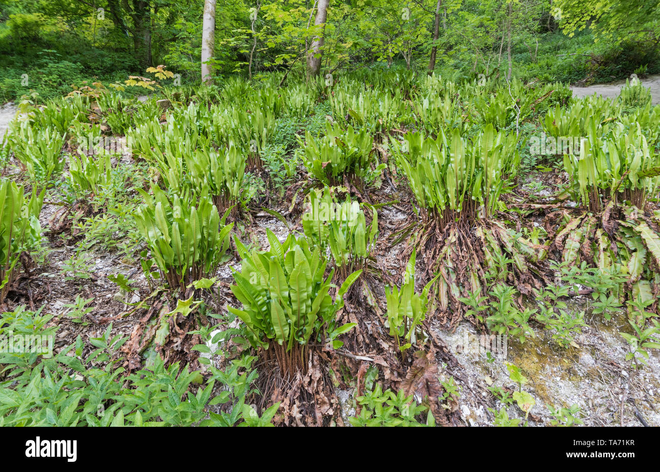 Asplenium scolopendrium (Hart's tongue fern or Burnt weed), an evergreen fern planted and growing in clumps in Spring in West Sussex, UK. Stock Photo