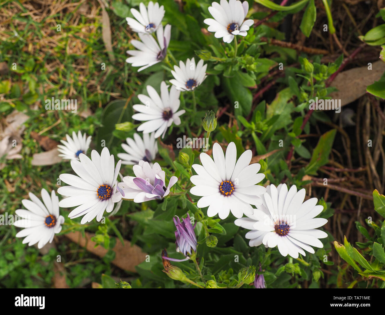 Osteospermum fruticosum, also called African daisy, daisy bush or African moon is a shrubby, semi succulent herbaceous flowering plant. White flowers. Stock Photo