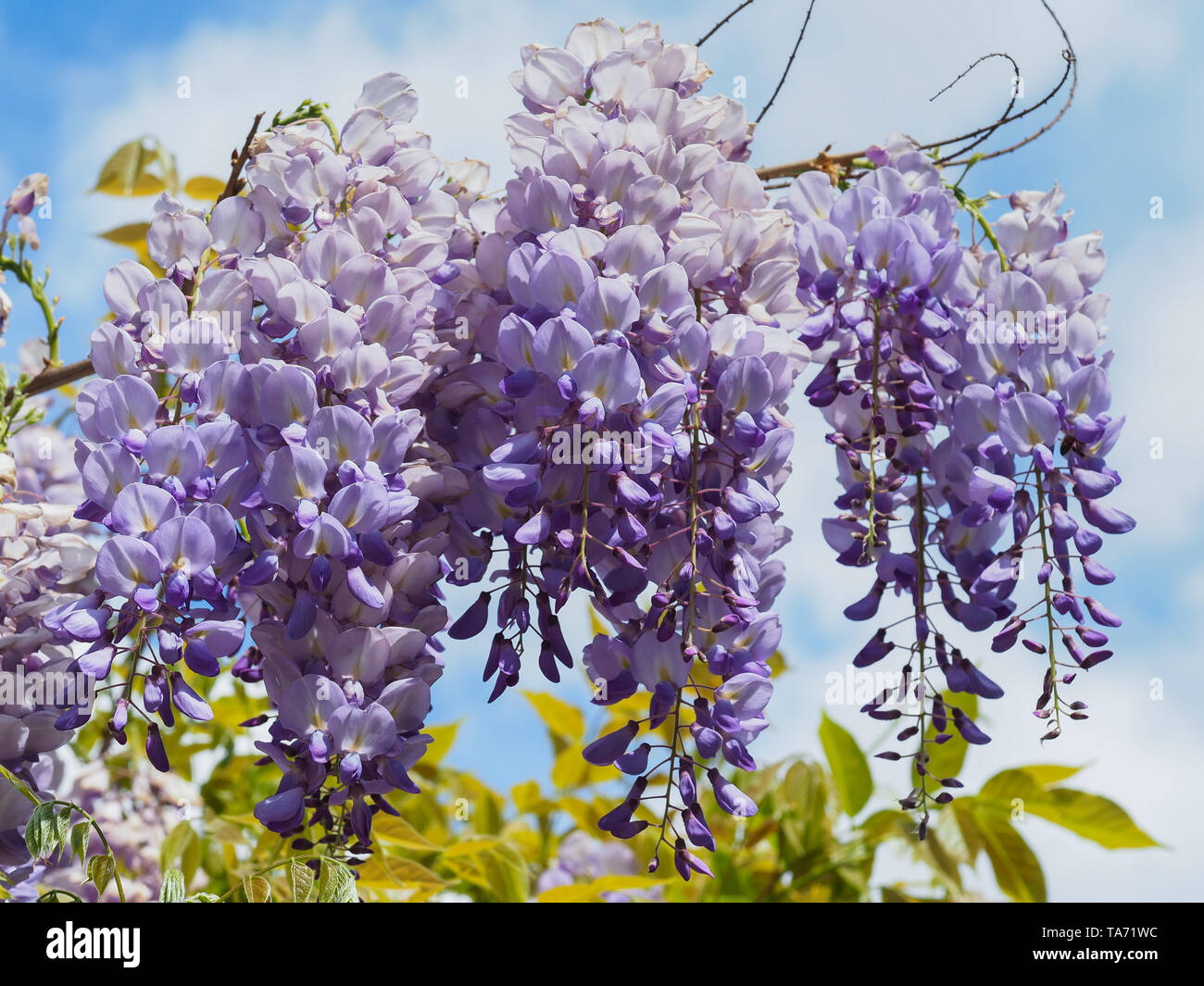 Flowering violet Wisteria Sinensis. Beautiful Prolific tree with purple