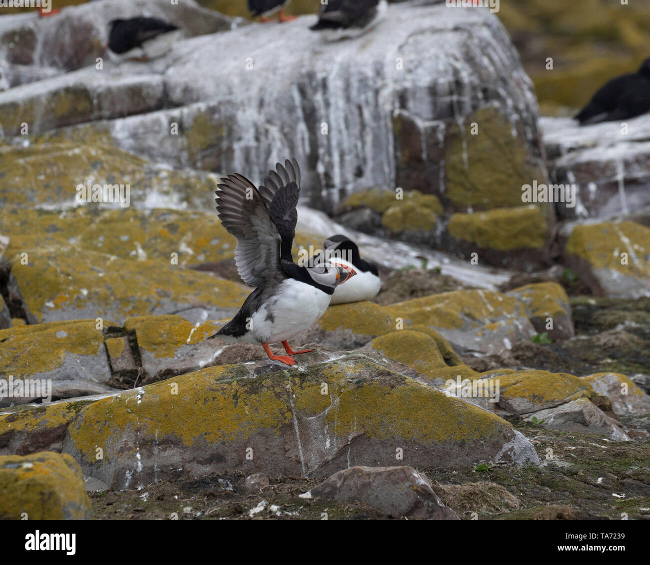 Single puffin on rocks with wings spread for take off Stock Photo