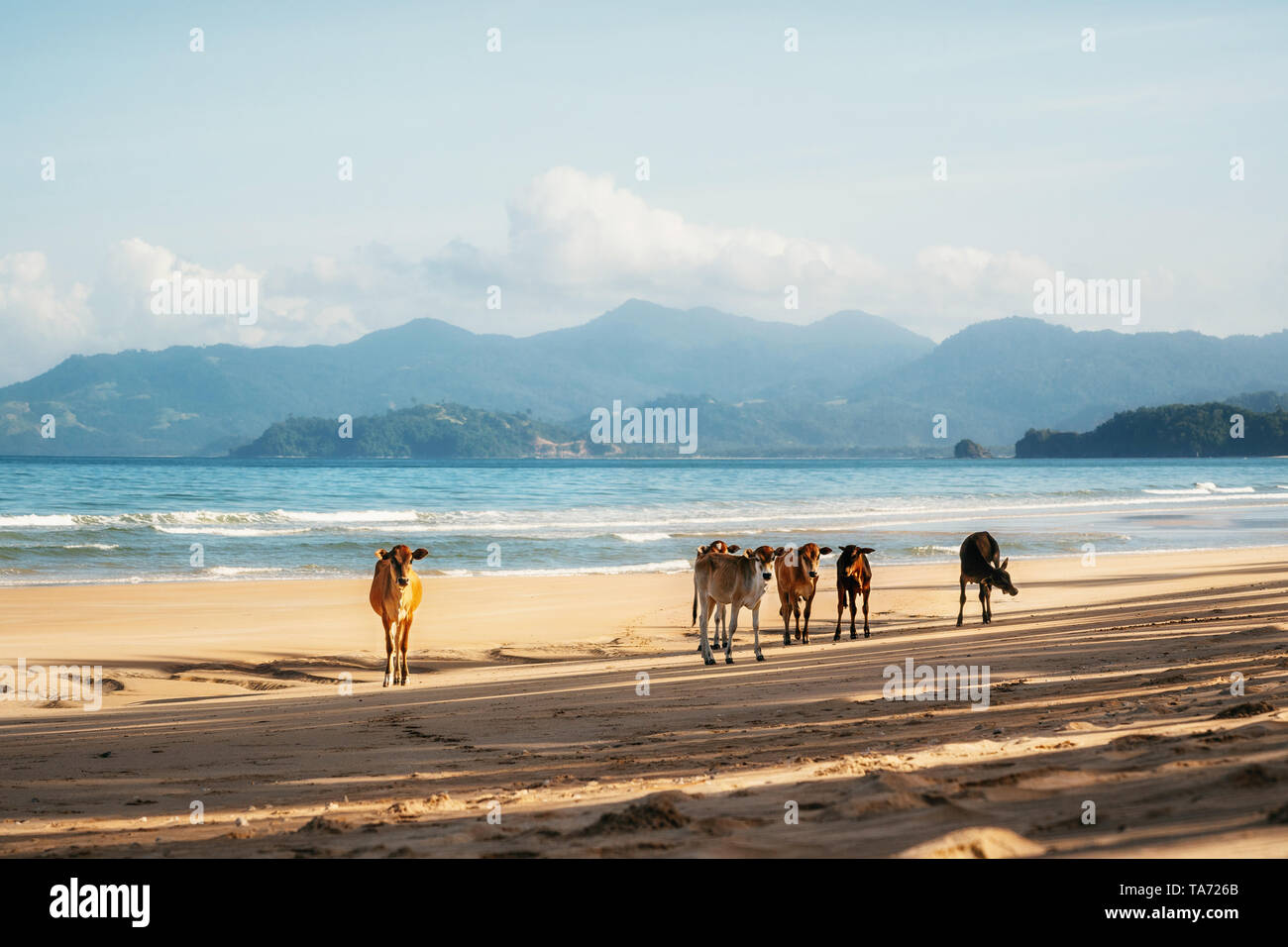 Brown cows stand on sand of Long Beach in San Vincente against sea, Palawan, Philippines Stock Photo