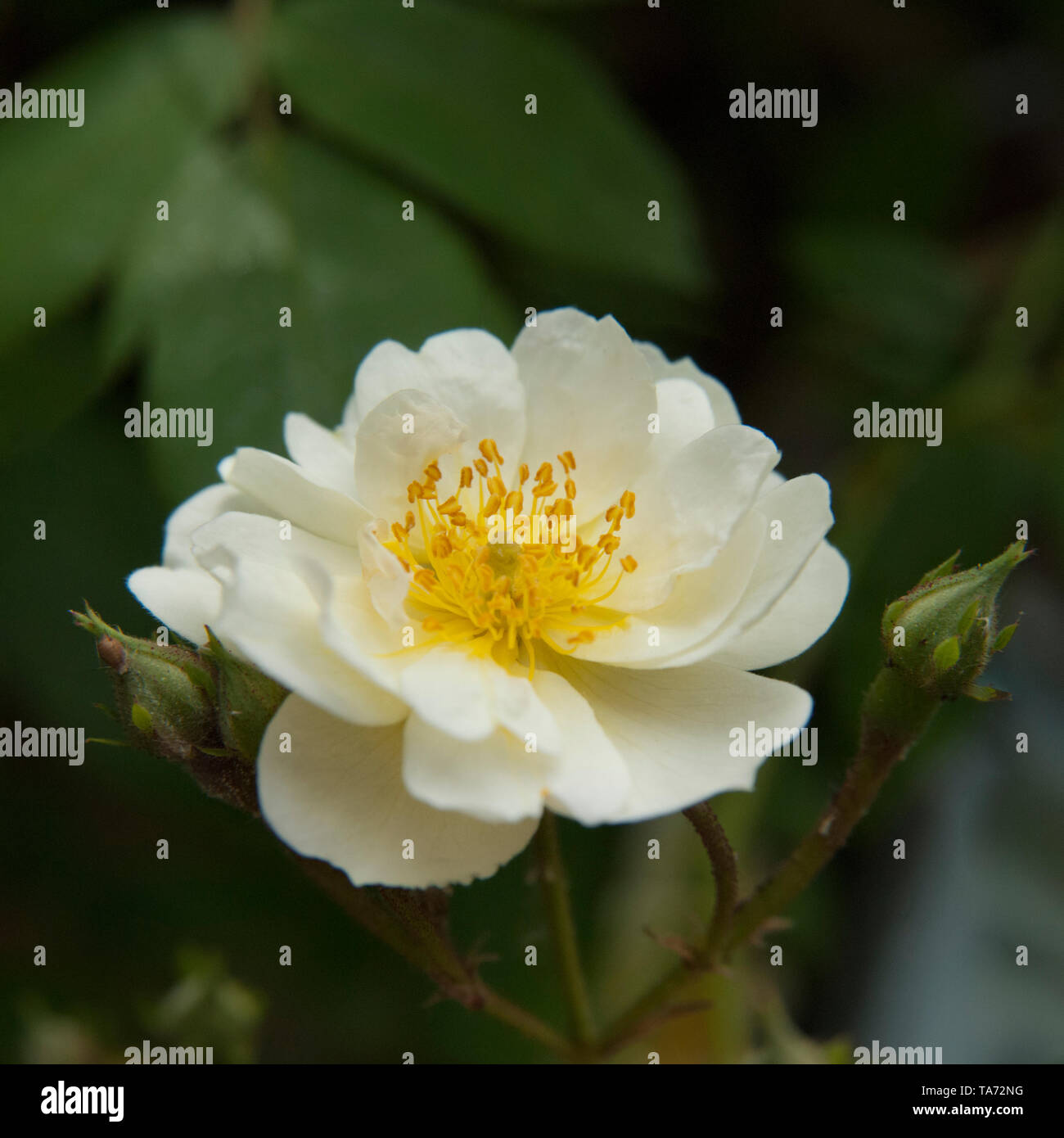 Single white teacup rose on a branch with buds Stock Photo