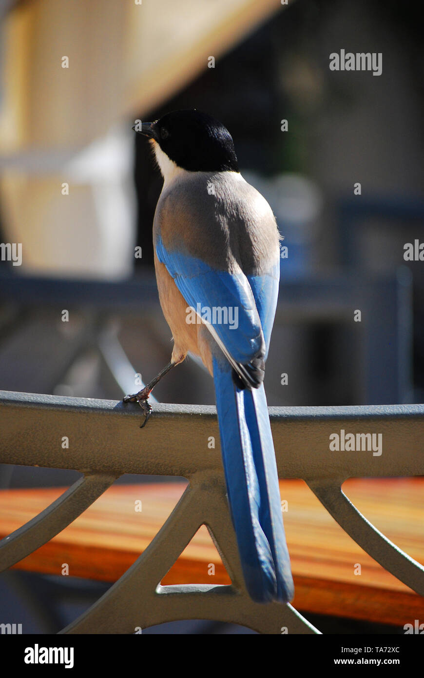 Blue Magpie Waiting for Food in a Restaurant Stock Photo