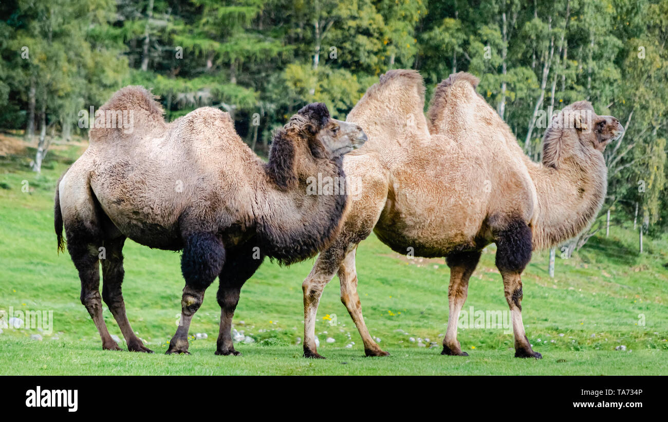 Two domesticated Bactrian camels (Camelus bactrianus) standing in a pasture Stock Photo