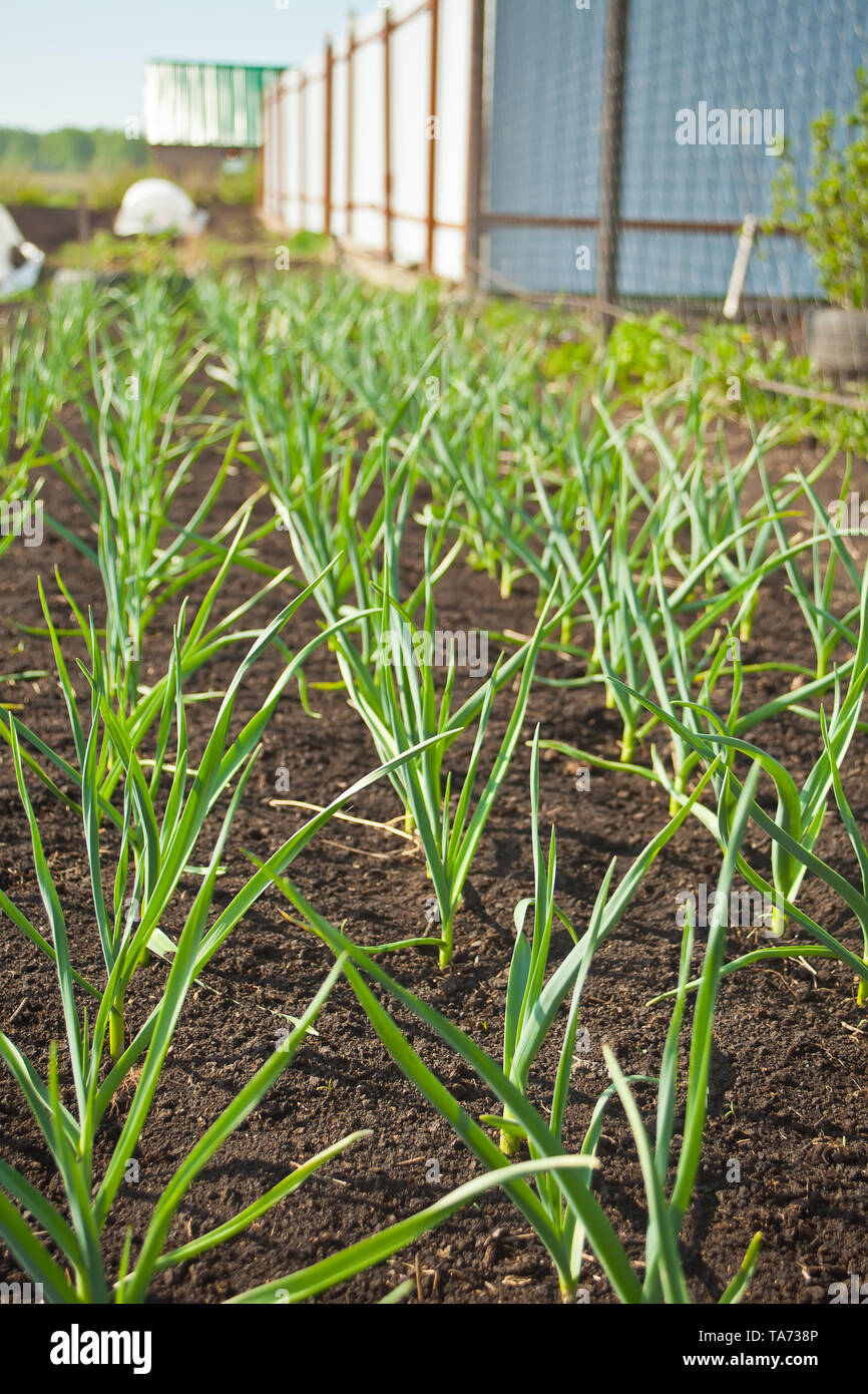beds with young onions, rows of green onions, green onions in the