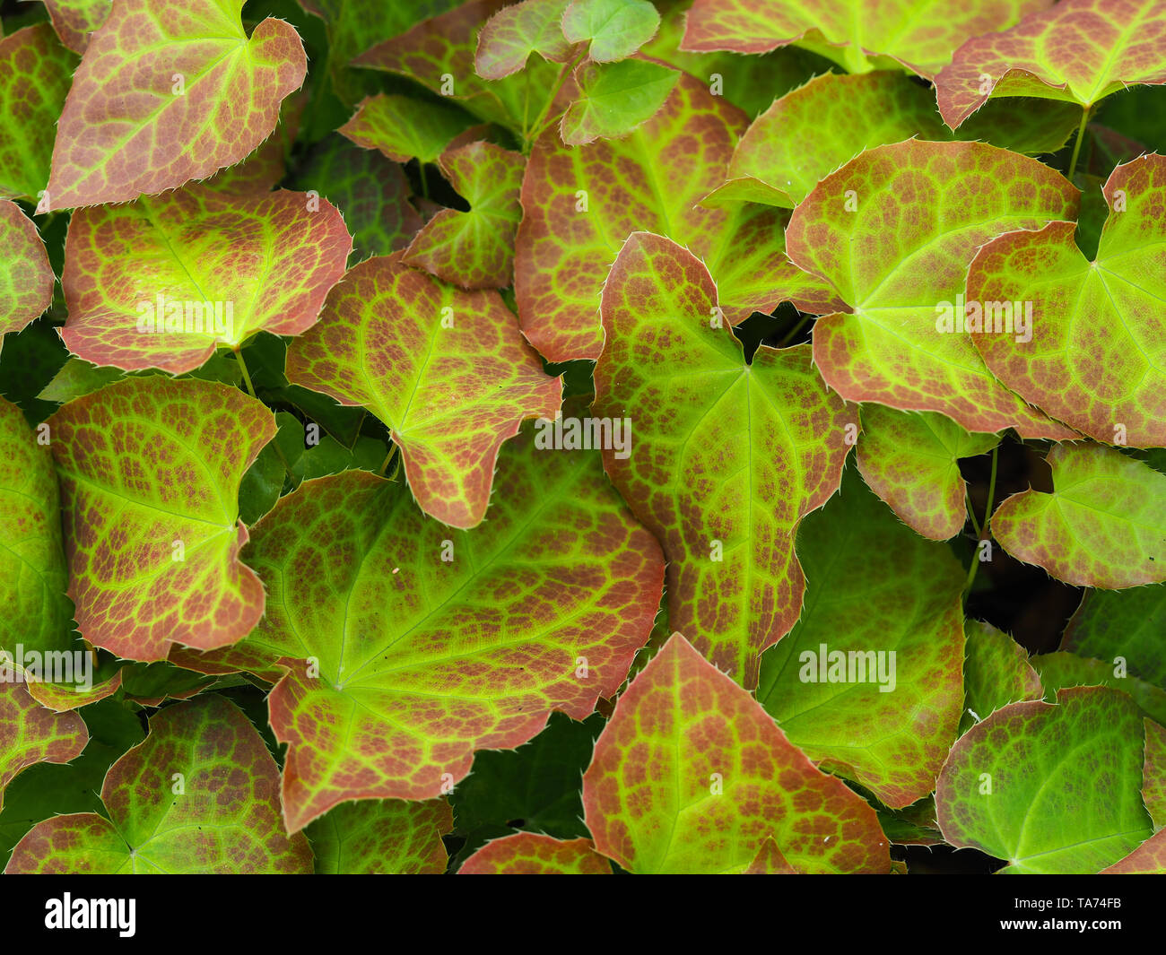 Colourful leaves of a barrenwort (Epimedium versicolor) plant Stock Photo