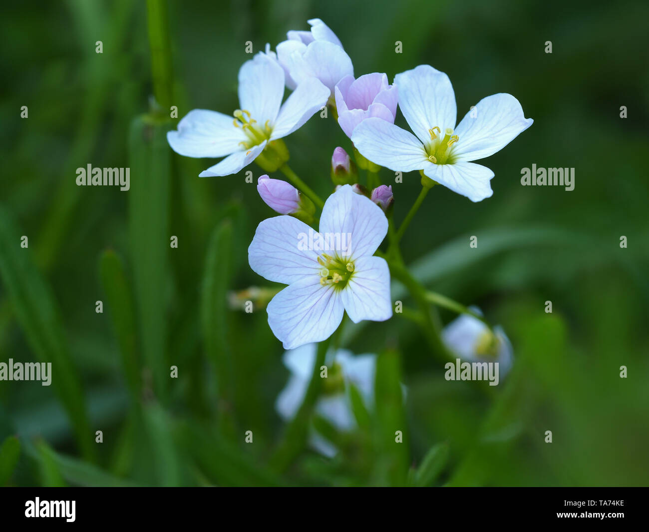 Cuckoo flower (Cardamine pratensis) in a spring meadow Stock Photo - Alamy