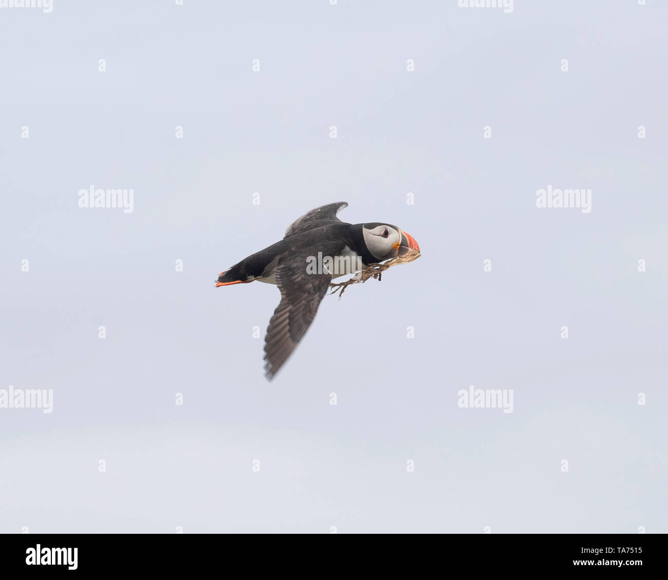 Puffin flying carrying nesting material Stock Photo