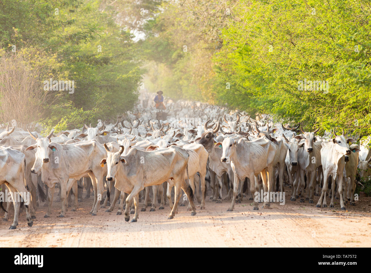 Cattle Herd Argentina High Resolution Stock Photography and Images - Alamy