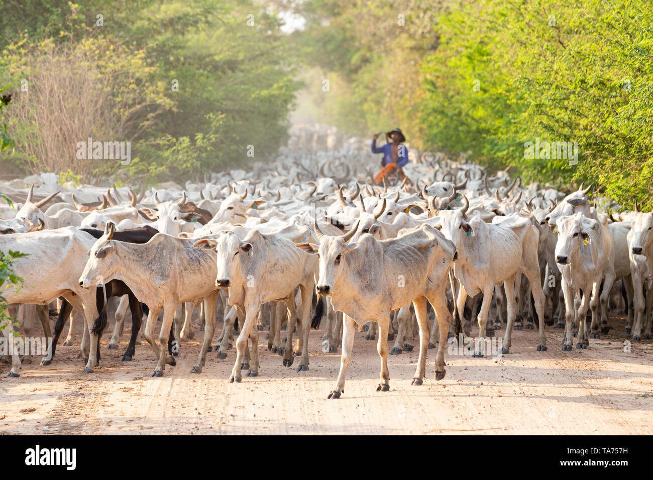 Cattle Herd Argentina High Resolution Stock Photography and Images - Alamy