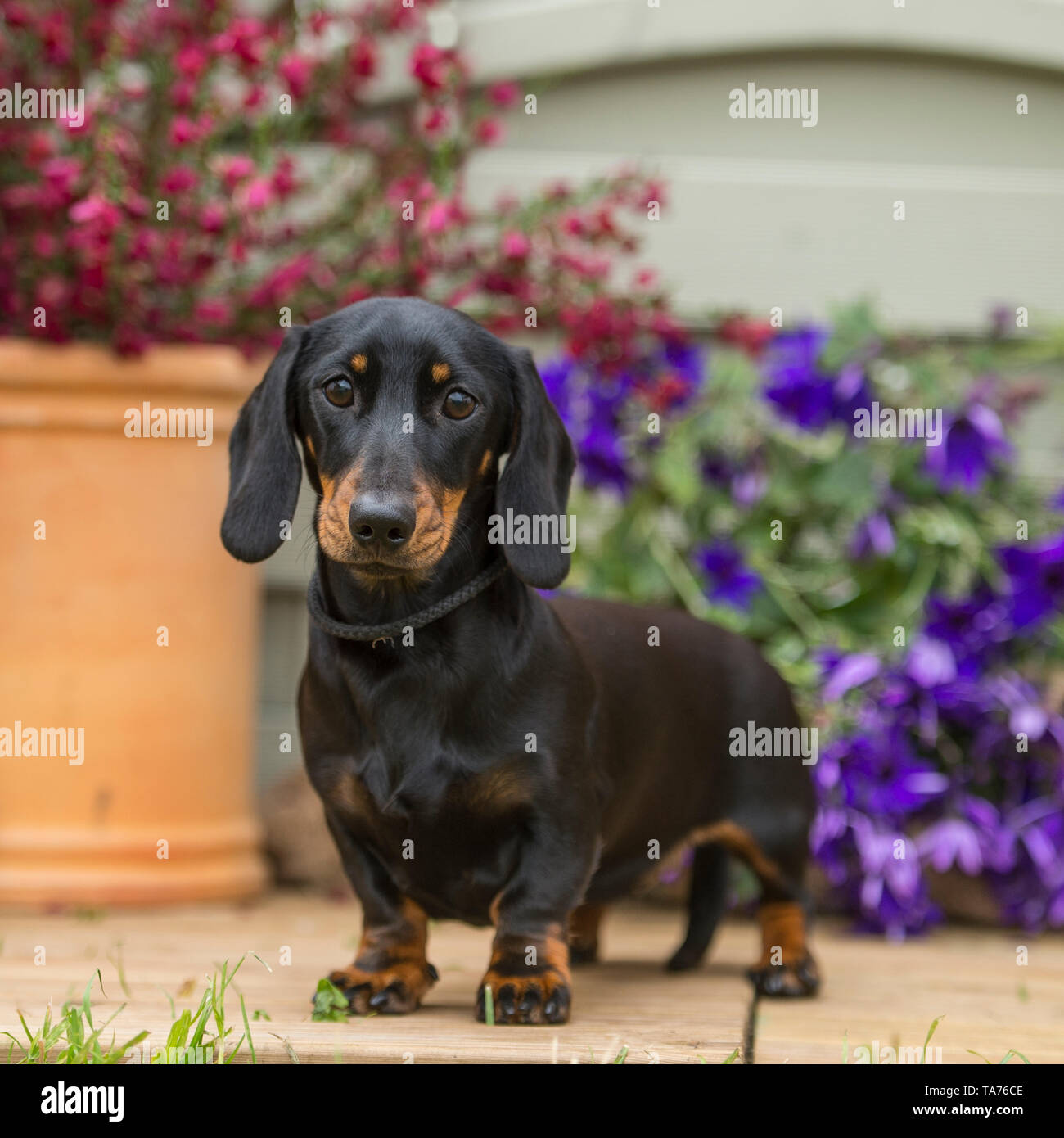 miniature smooth haired dachshund Stock Photo