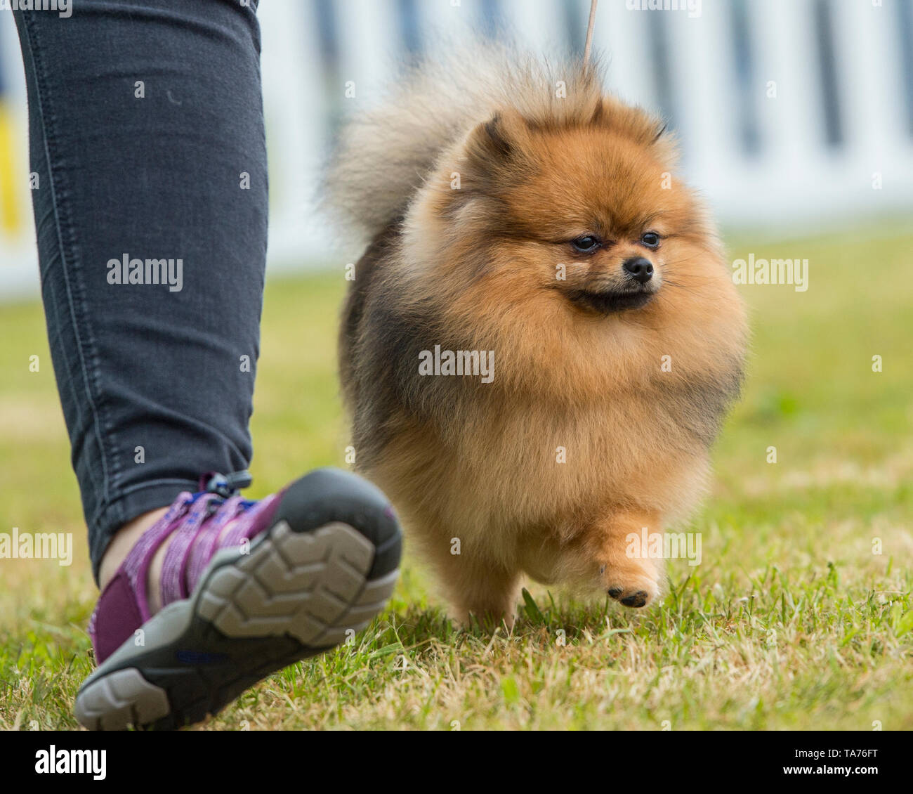 pomeranian dog and owner Stock Photo