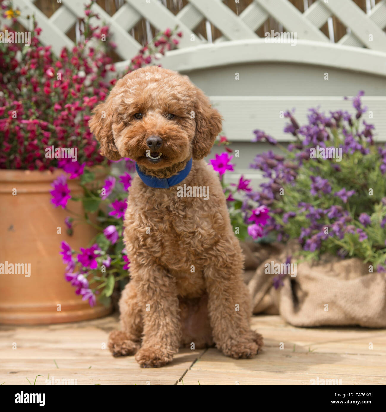 adult mini poodle